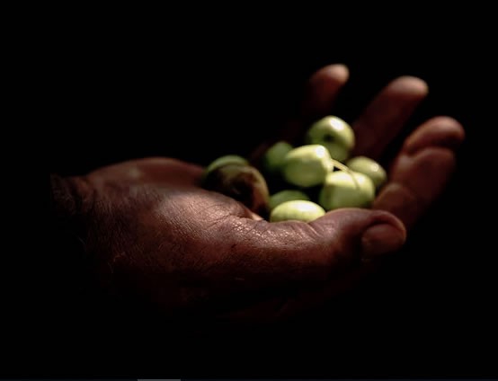 Olio biologico siciliano, l`oro di Sicilia