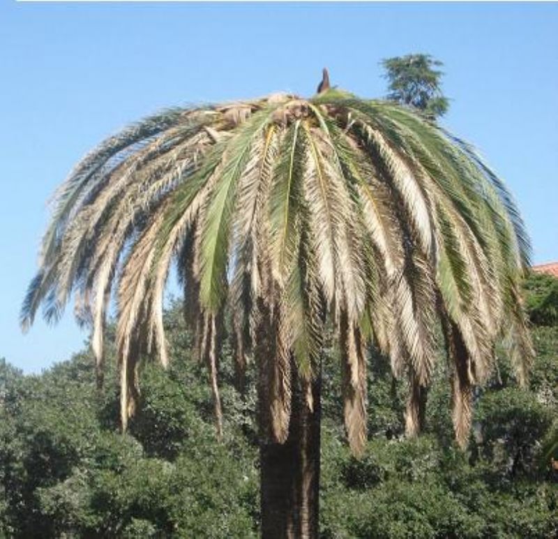 TERMINI IMERESE (PA) - Trattamento fitosanitario contro il Rhynchophorus ferrugineus comunemente chiamato punteruolo rosso delle palme
