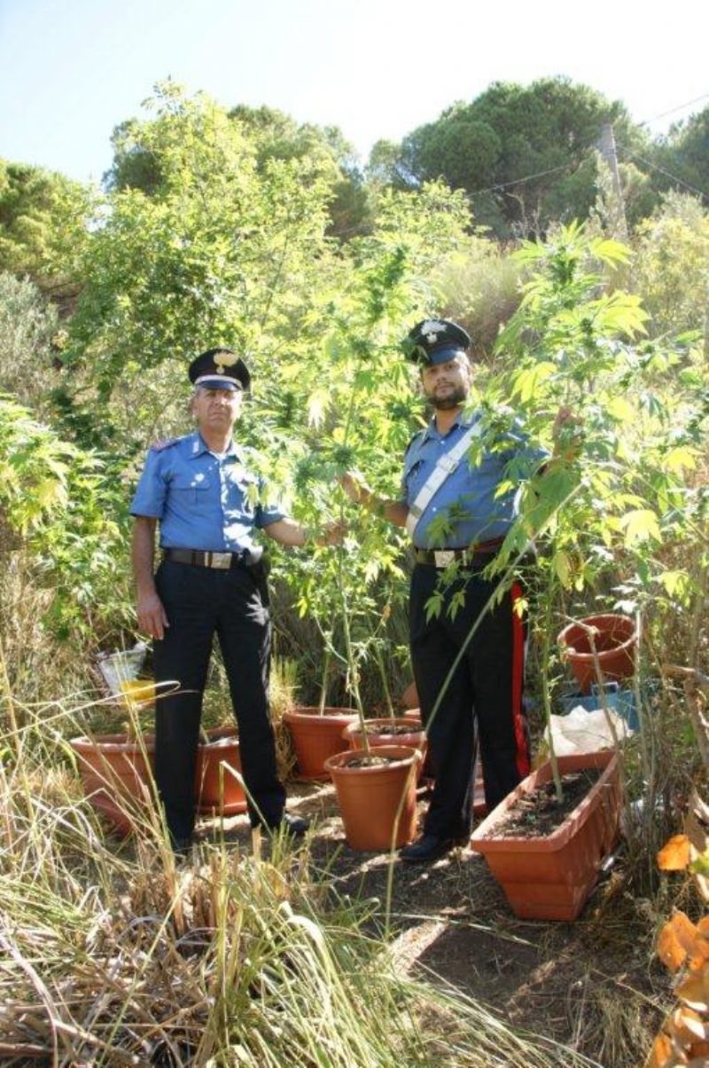 SAN MARTINO DELLE SCALE (PA): Piantagione di marijuana fai da te, arrestato dai carabinieri

 
