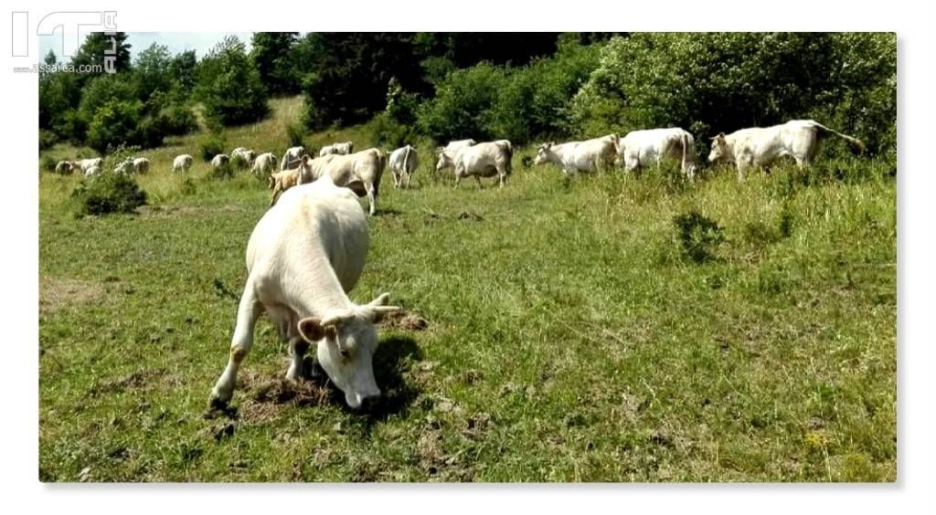 Zootecnia, si sblocca la movimentazione di bestiame dalla Sicilia verso lItalia. Sammartino: Provvedimento fondamentale per gli allevatori