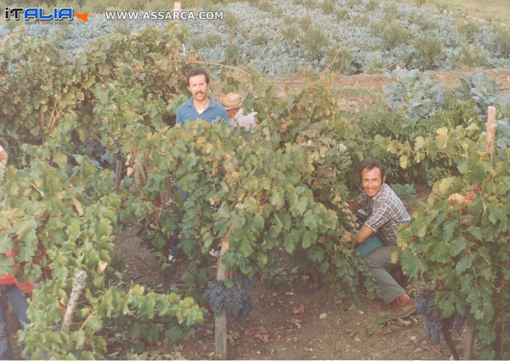 Vendemmia di tanti anni fa............