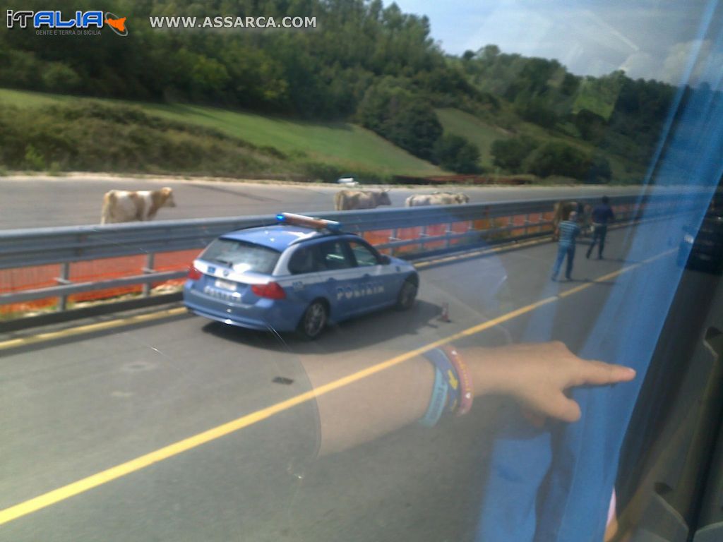 A3 Regio C - Salerno "MUCCHE IN AUTOSTRADA LA pOLIZIA LI RINCORRE