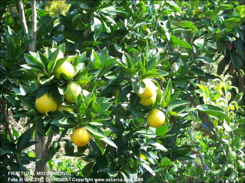 Frutti del mio giardino