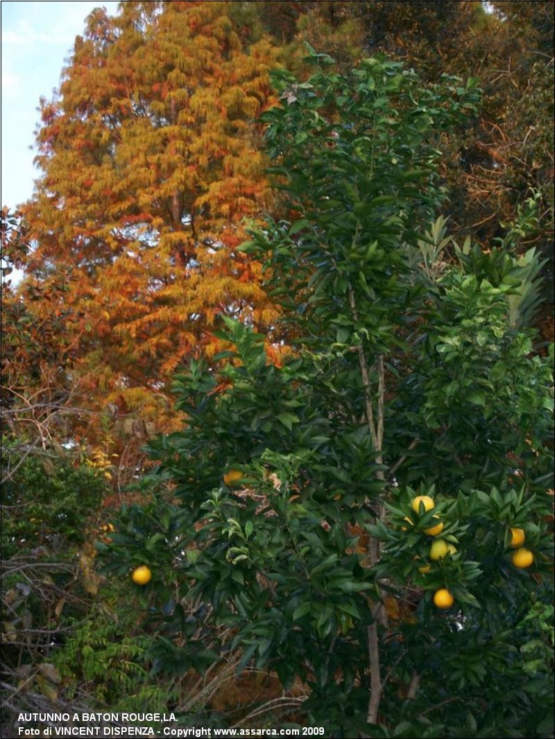 Autunno a Baton Rouge,La.