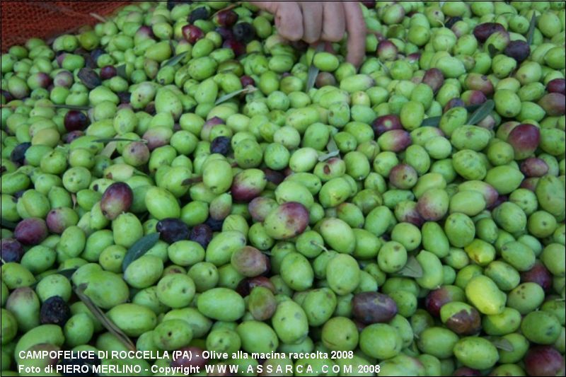 Olive alla macina raccolta 2008