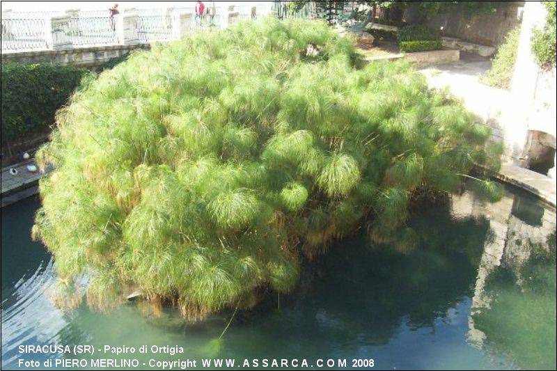 Papiro di Ortigia