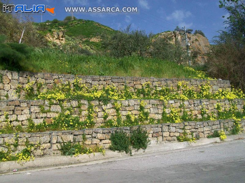 Fioritura primaverile di " agrieduci "