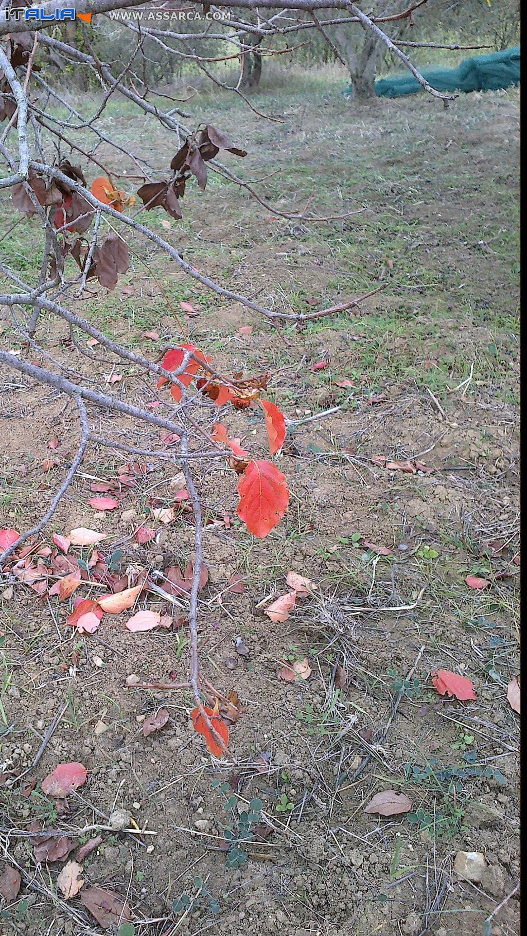 Colori d`inverno