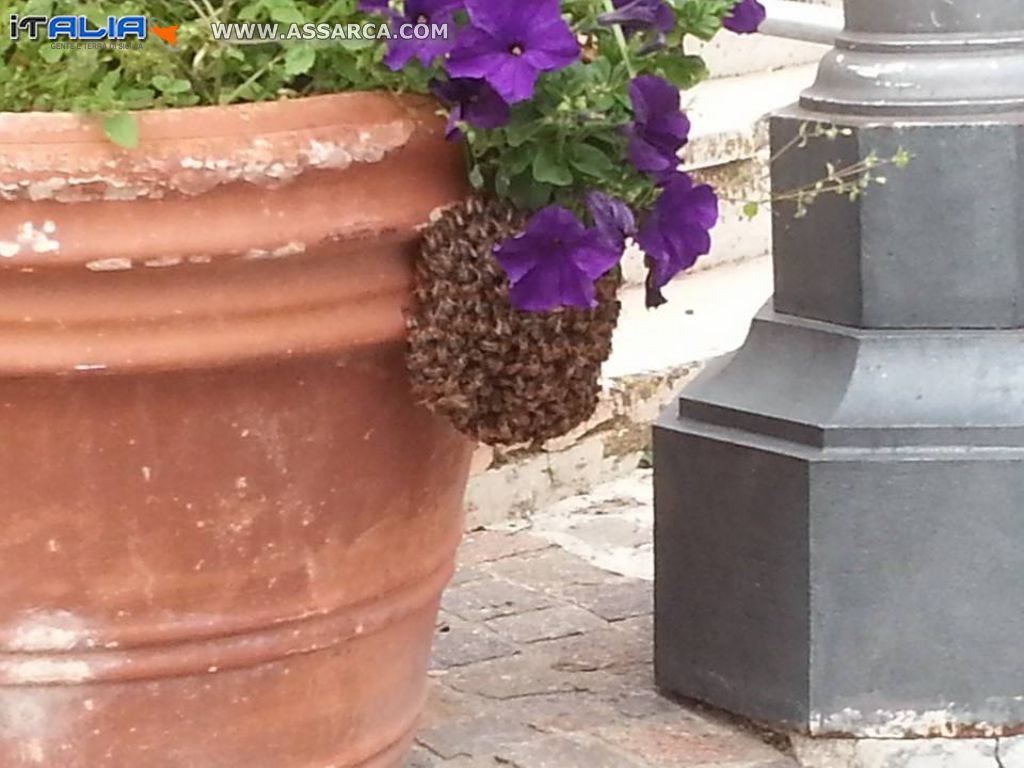 le api davanti la chiesa madre