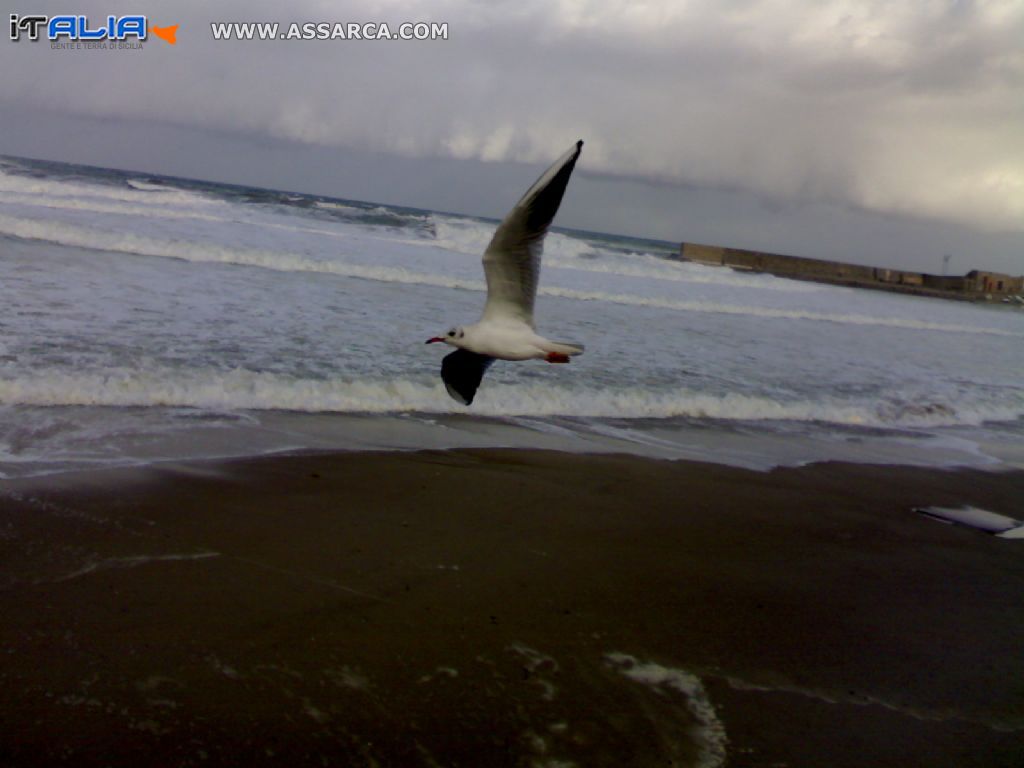 Il Gabbiano che sorvola le onde preso a volo.