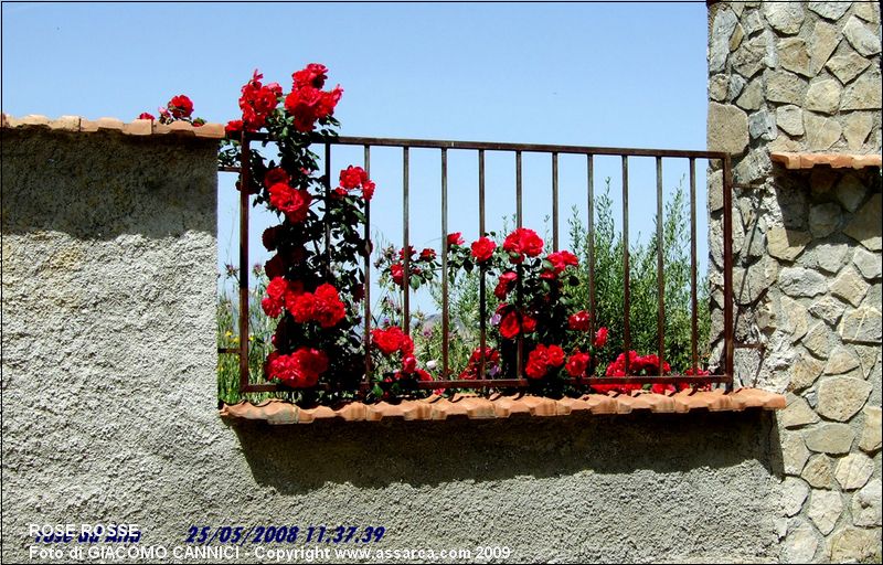 rose rosse