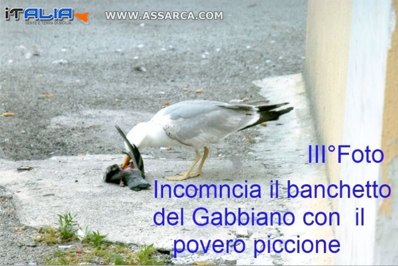 Il gabbiano