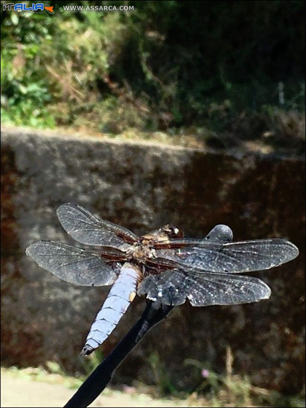 Libellula sul`antenna della mia auto.