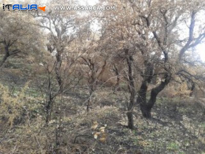 Ecco una parte dell`interno dopo l`incendio del bosco roxiura