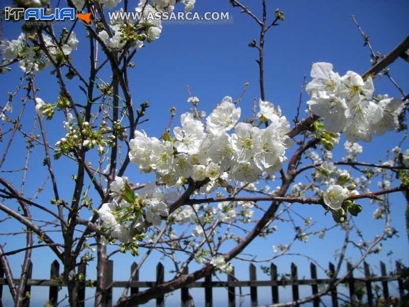 Ciliegio in fiore - Aprile `11