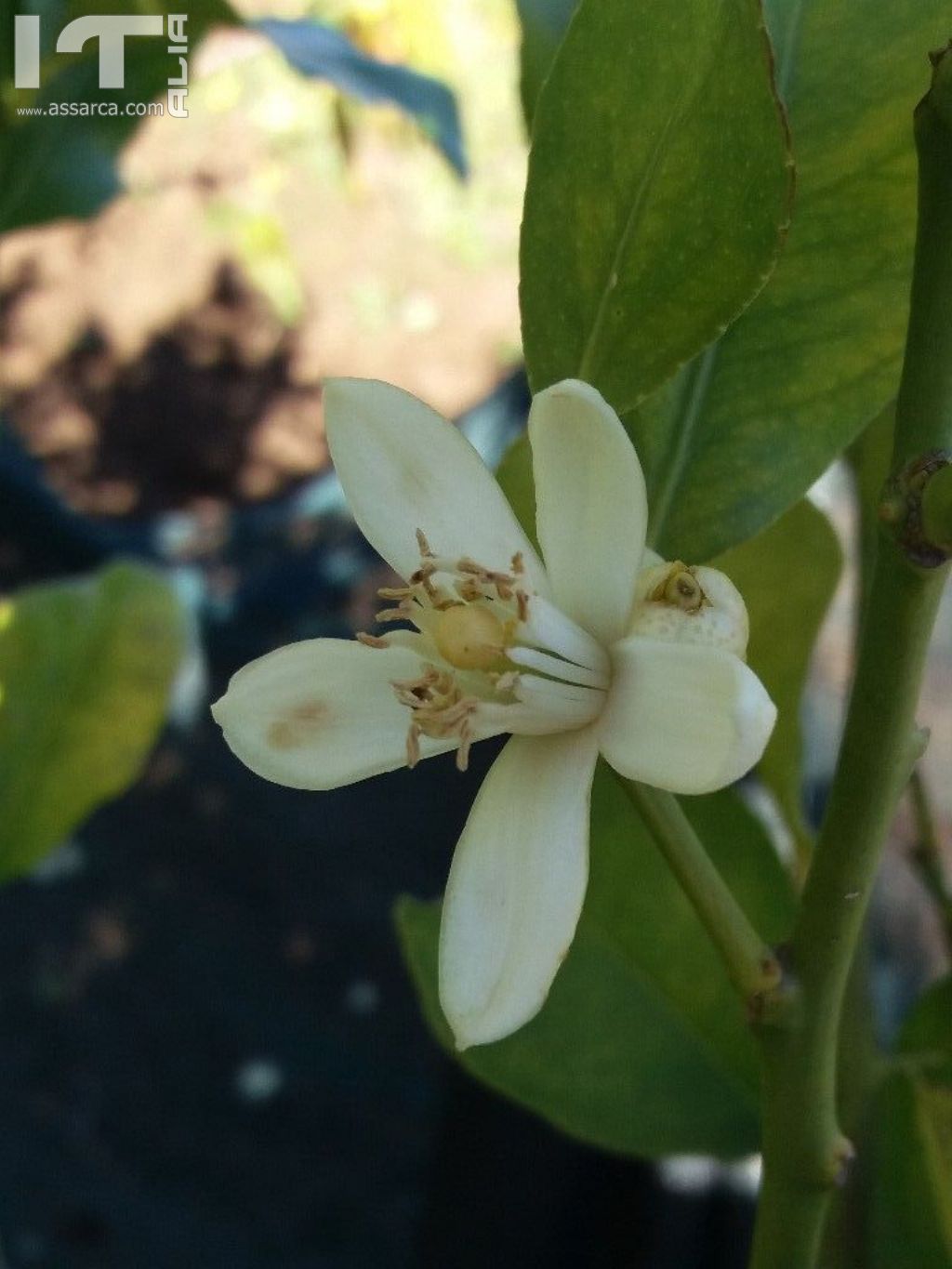 Fiore di limone