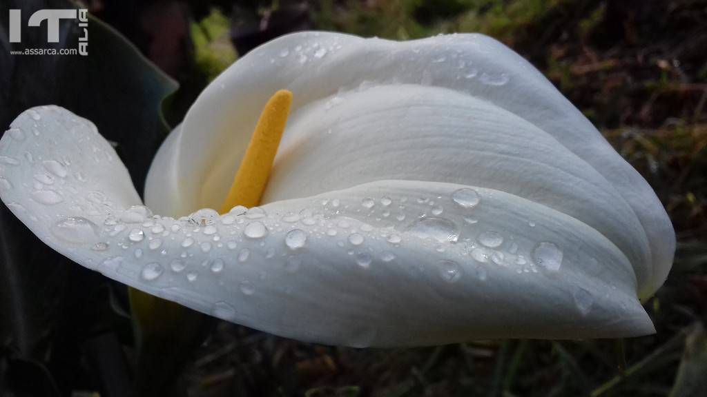 Il buongiorno della natura