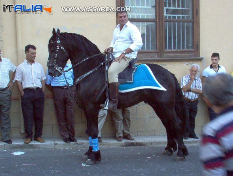 bellissimo cavallo