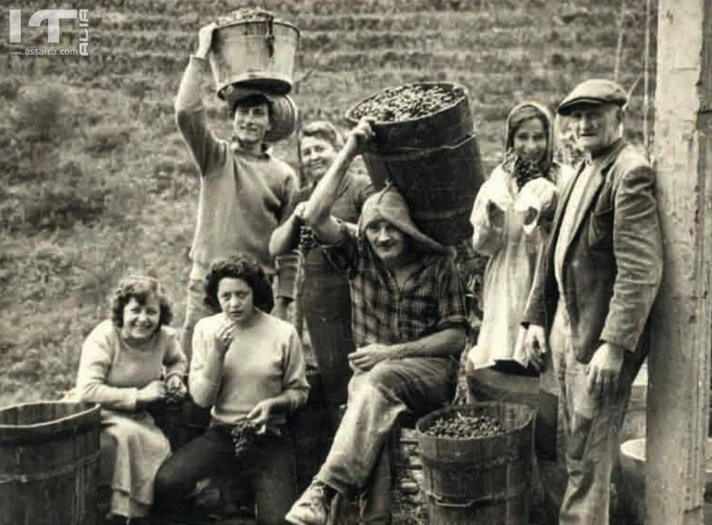 La vendemmia ( foto dal web)