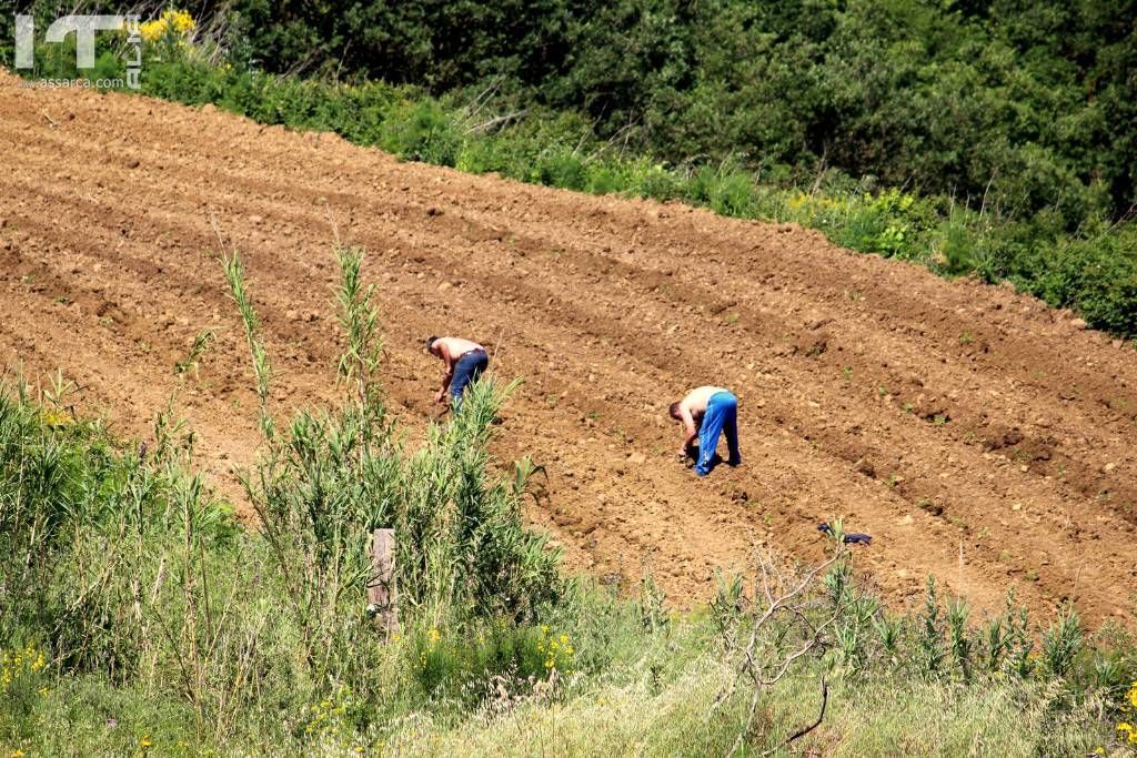 Lavoratori dei campi.