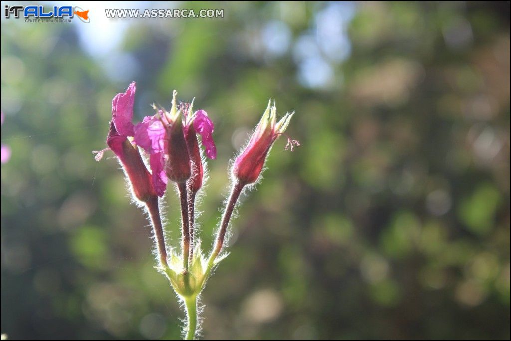 Fiore controluce