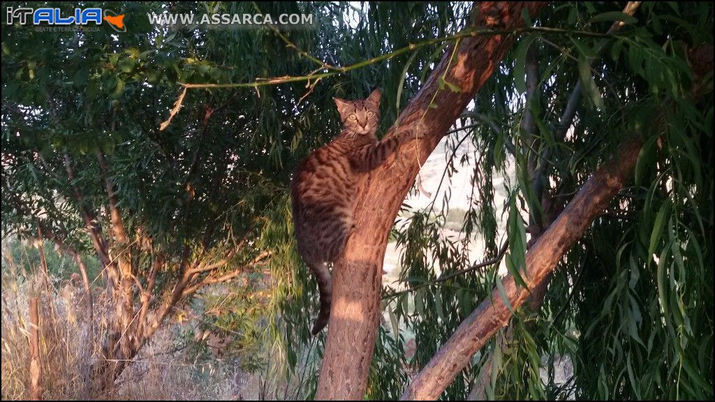 Gatto sull`albero