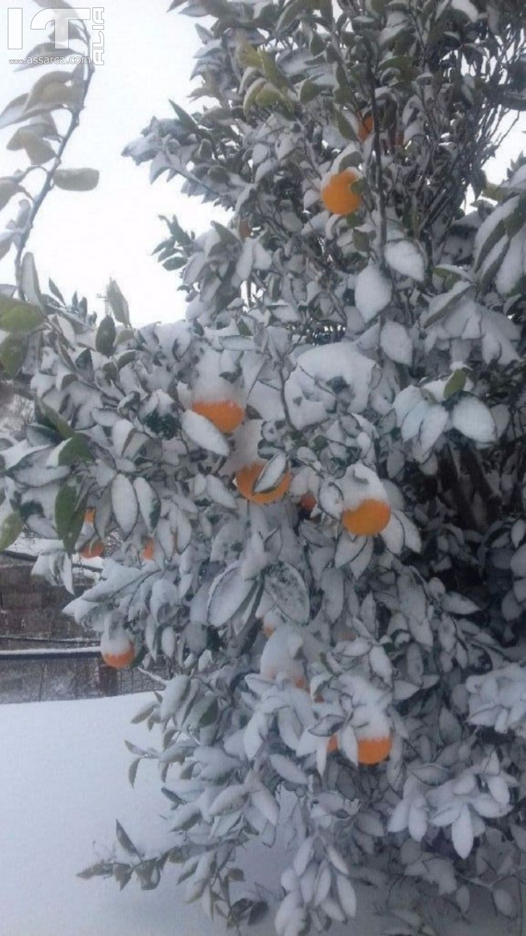 Albero di arance e neve.