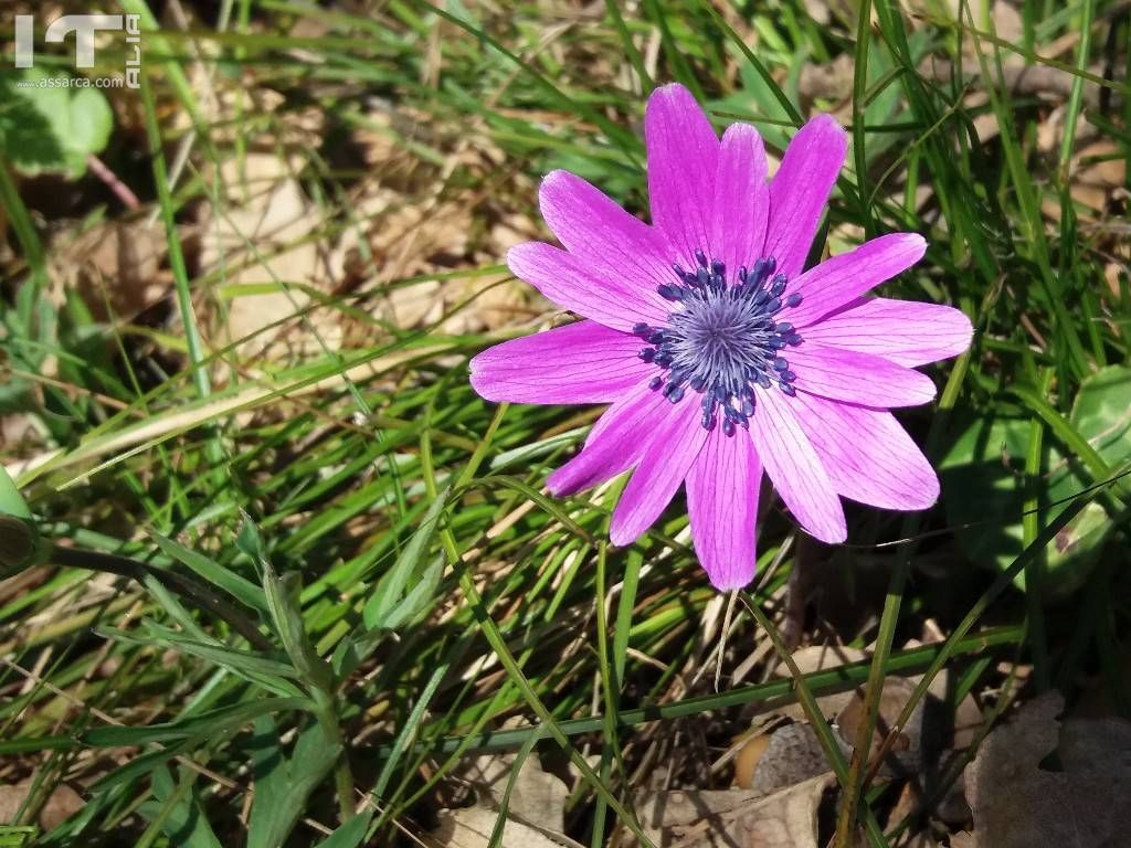 Fiore di campo