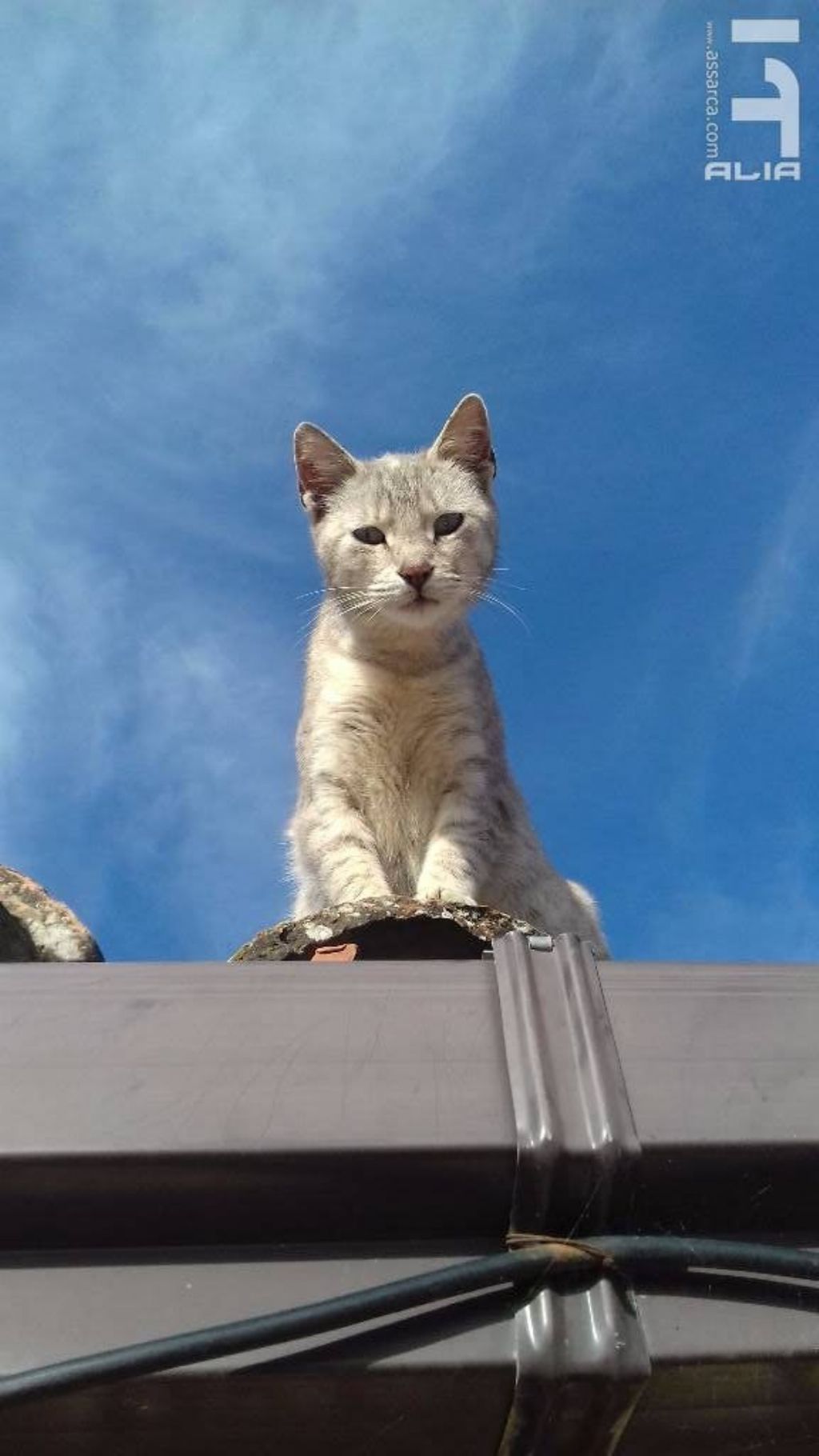 La gatta sul tetto.