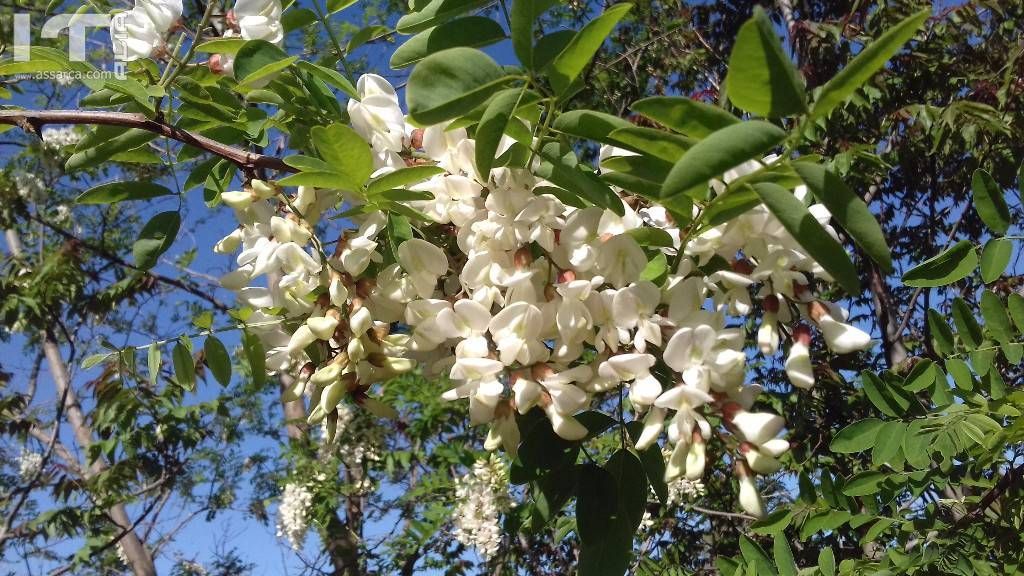 Albero e fiori di rubino.