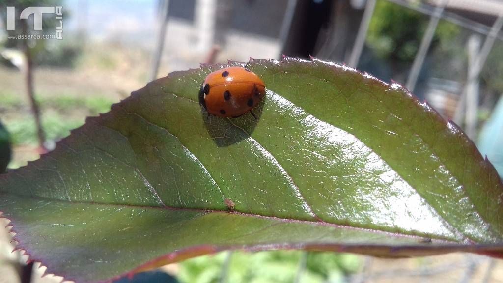 Coccinella