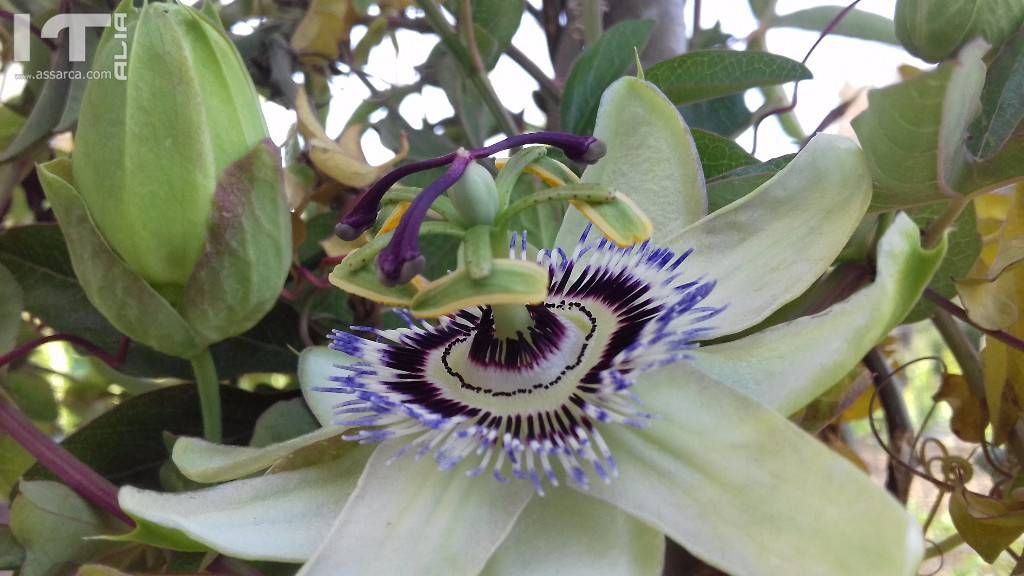 Passiflora.