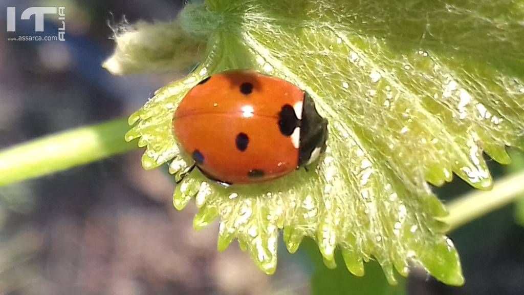 Coccinella a riposo.