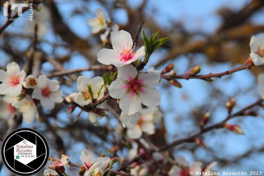 Mandorli in fiore