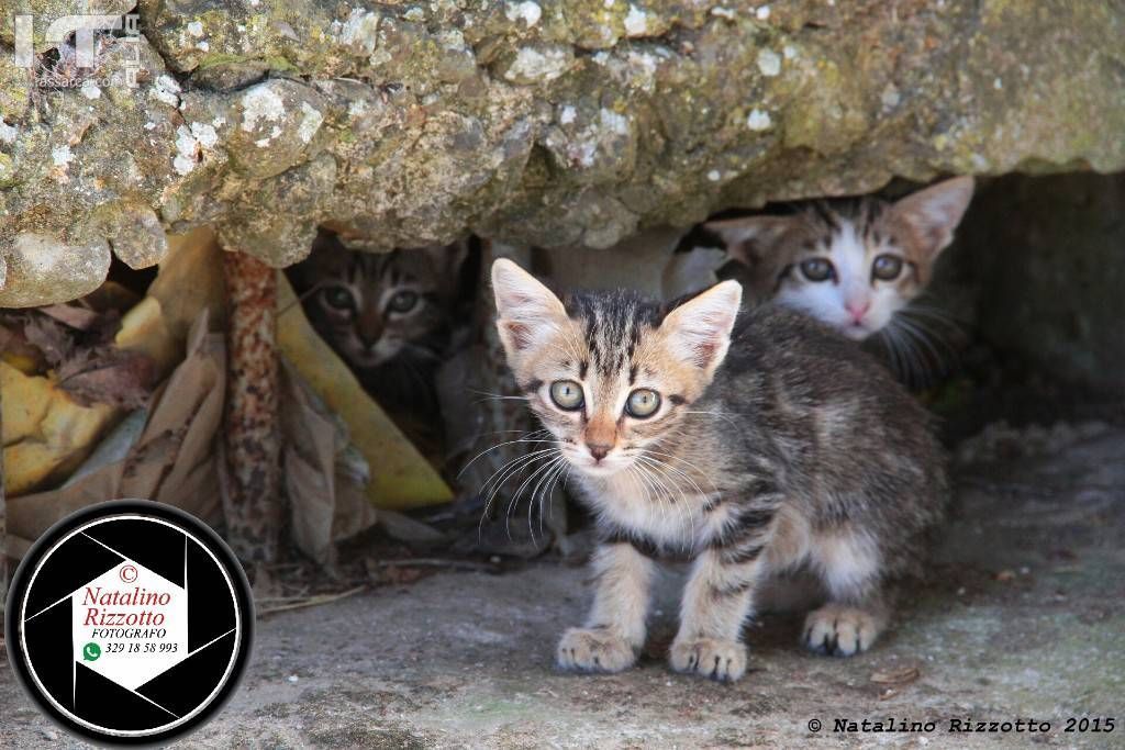 Gattini dal tenero sguardo