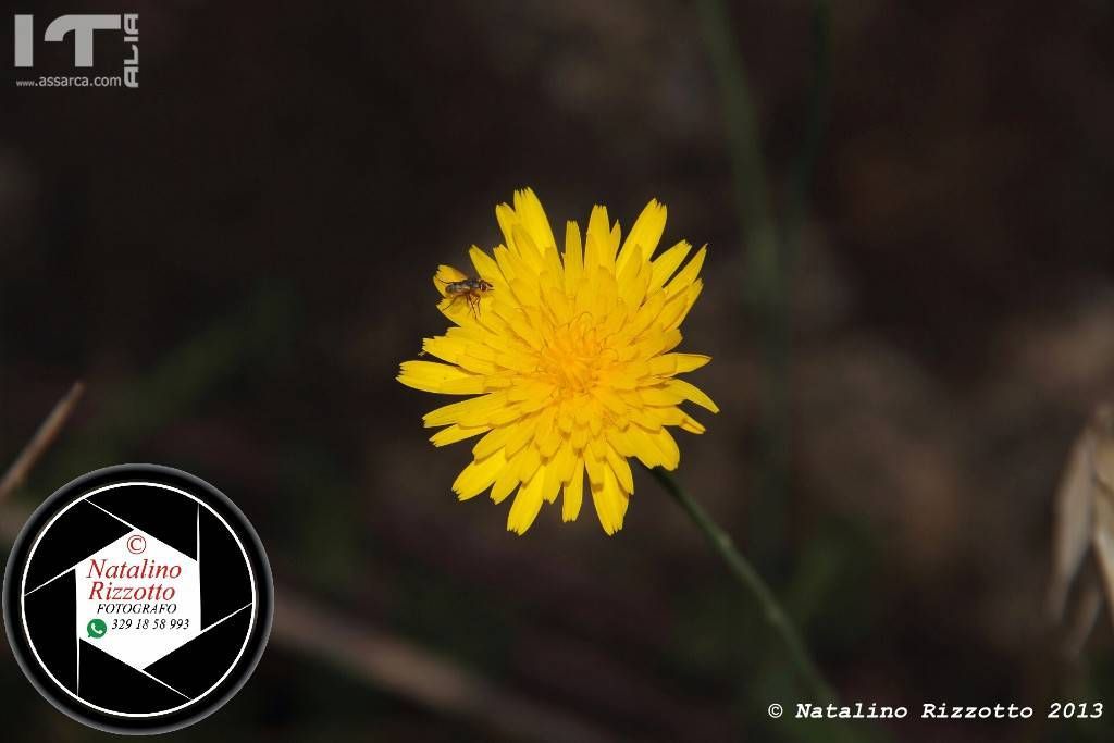 il Fiore e la Mosca