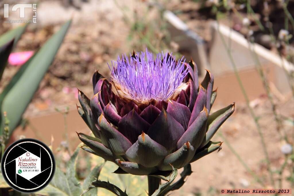 il Carciofo fiorito