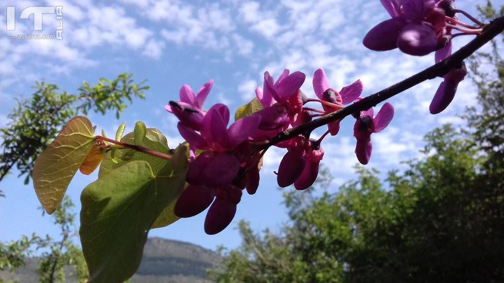 Spettacolo della natura