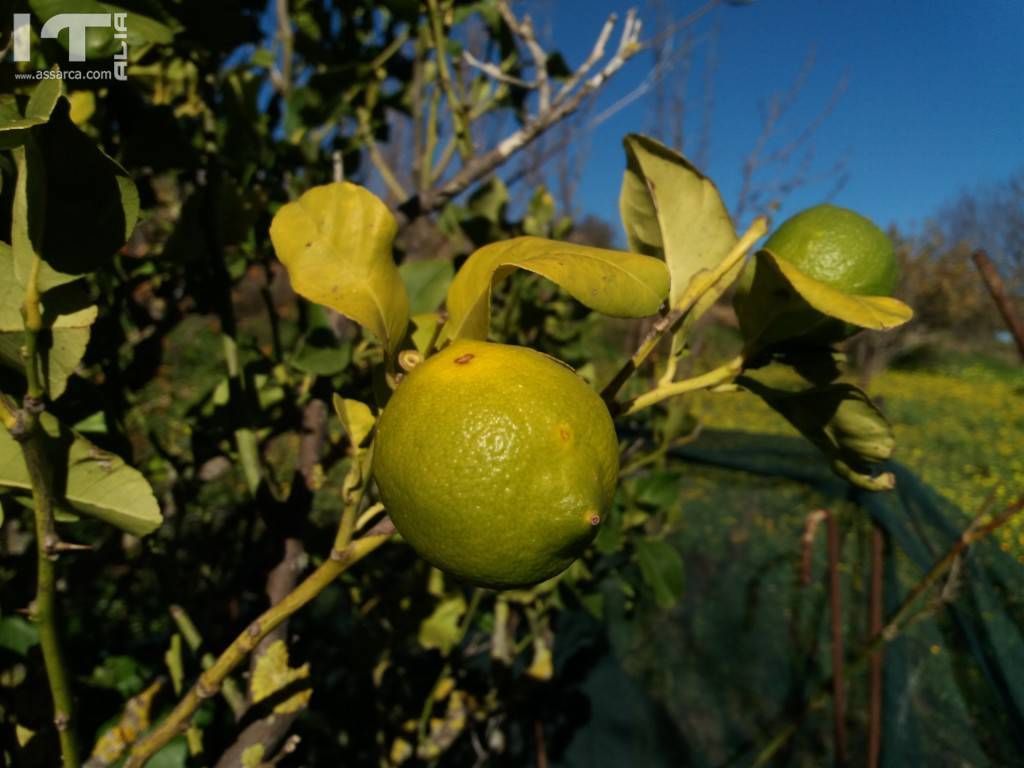 Limone di Sicilia