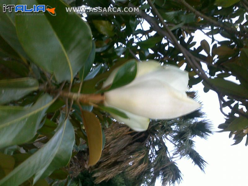 fiore di MAGNOLIA