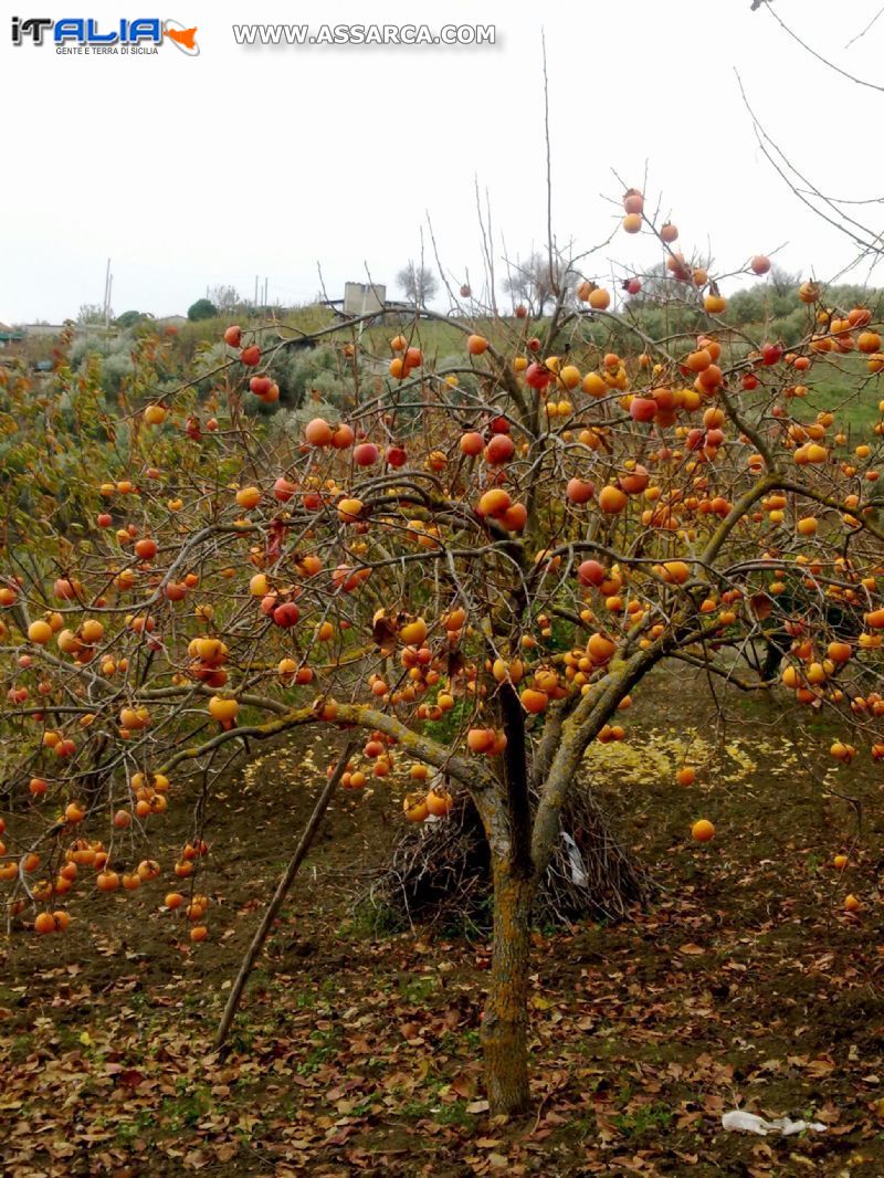 Quando la natura si scatena