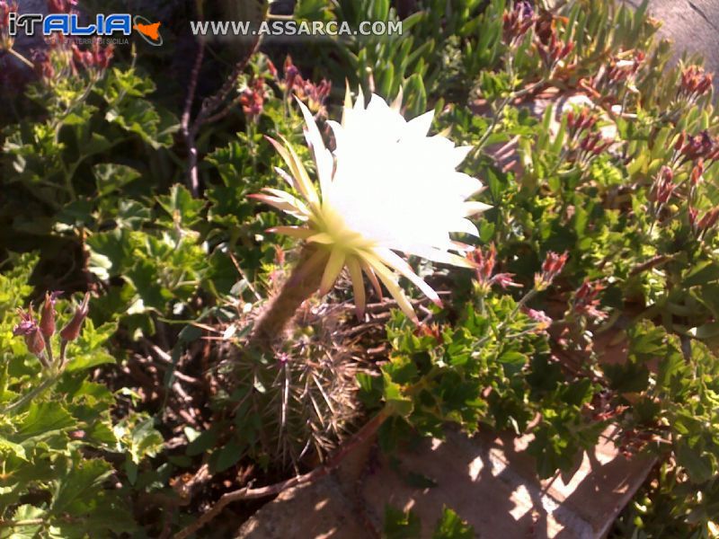 UN FIORE STRANO DURA POCHISSIMO MA E` BELLO