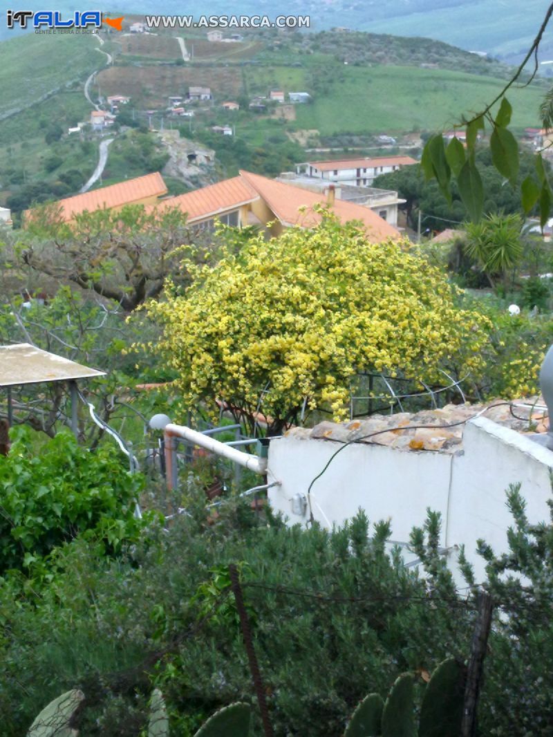 Rosellina di Santa Teresa