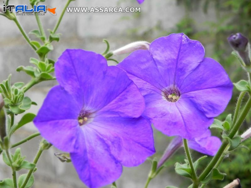 Fiori di agosto