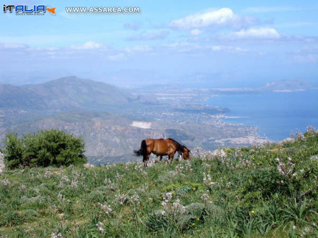 cavalli allo stato brado riserva monte san calogero