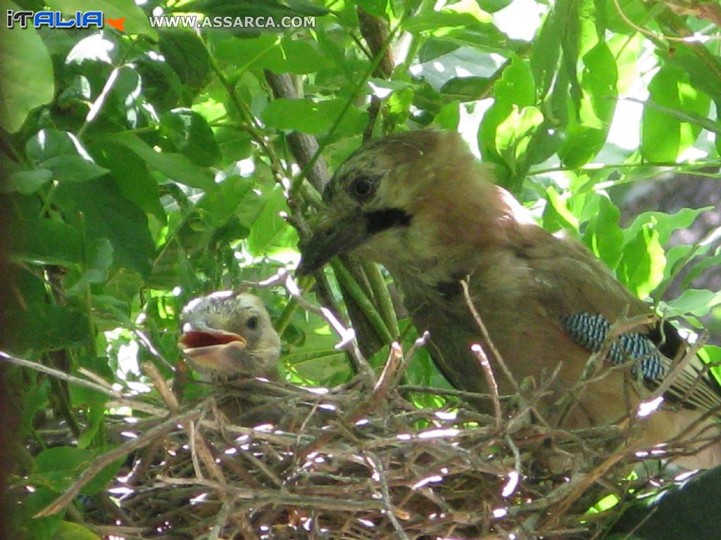 Ghiandaia- la mamma segue gli esercizi di volo