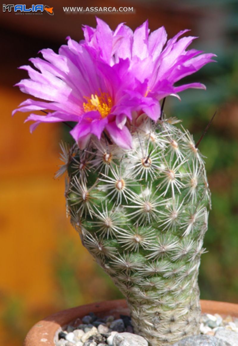 Neoloidia  Grandiflora