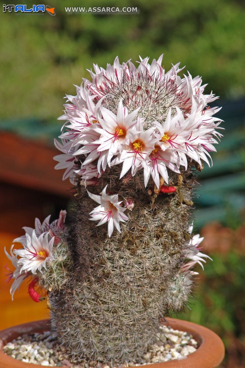 Mamillaria Inaiae