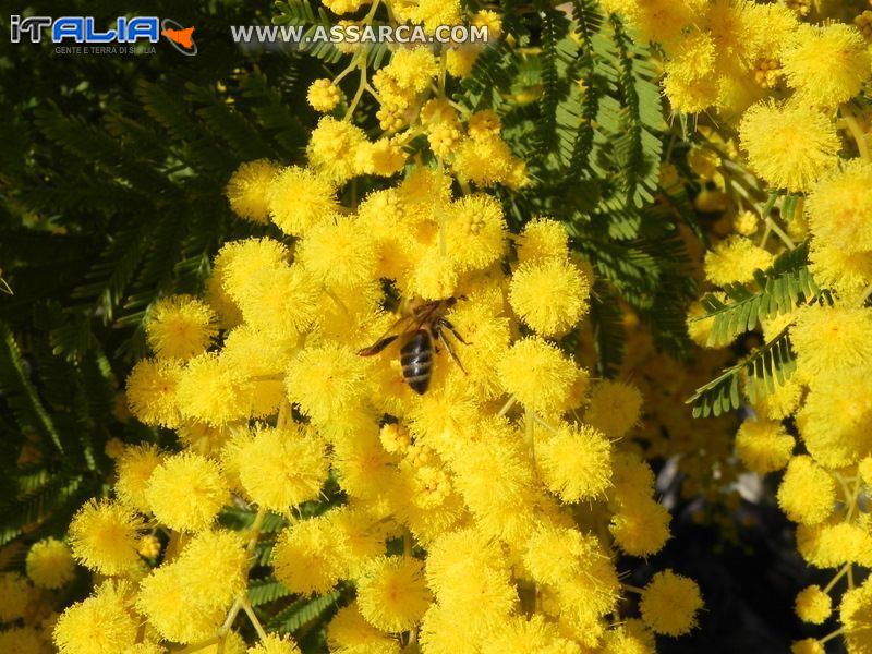 APE TRA I FIORI DI MIMOSA