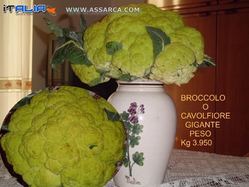 Cavolfiore del 2012 Fra non moltoogni broccolo dovra pesare 10 kg